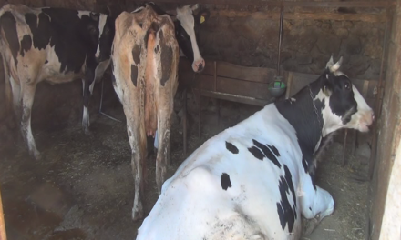 Се распламтува болеста чвореста кожа, вакцини се уште се чекаат а на сточарите им се забранува и продажба на млекото.